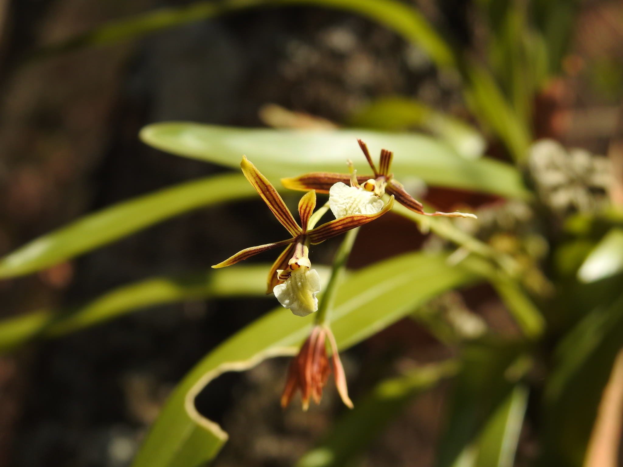 Prosthechea linkiana